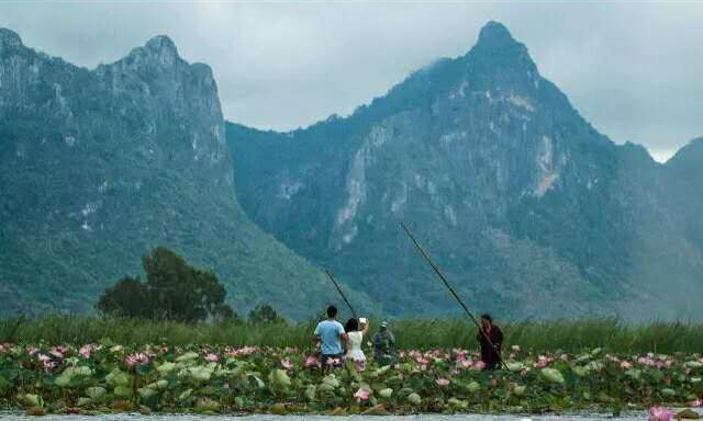 泰国三百峰国家公园荷花池沉睡10年再度盛开3.jpg