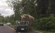 泰国野象居然会打劫水果车！