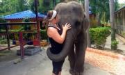 去华欣和大象一起散步吧!