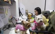 羡慕吗？泰国公司允许员工带狗狗去上班！