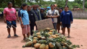 泰国菠萝1毛钱/公斤没人要 农民扔掉烧掉