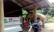 泰国训象师不幸遇难,大象悲痛跪拜送行,感天动地！