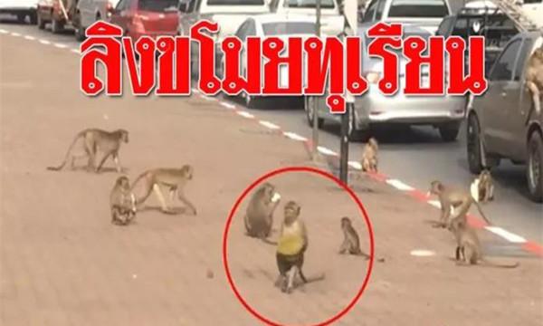 泰国榴莲多又多，猴子也忍不住来偷吃