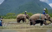 清迈度假村提供独特的大象耕地表演