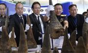 泰国截获国内最大犀牛角走私案