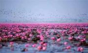 世界第二大最为美丽和新奇景观——泰国乌隆府红莲花海