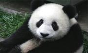 去泰国购房，预祝大熊猫“林慧”受孕成功