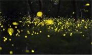 夜赏泰国安帕瓦萤火虫美景