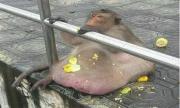 游客投食过多,泰国猴子胖成猪