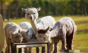 泰国首个羊驼农场——Alpaca Hill羊驼农场