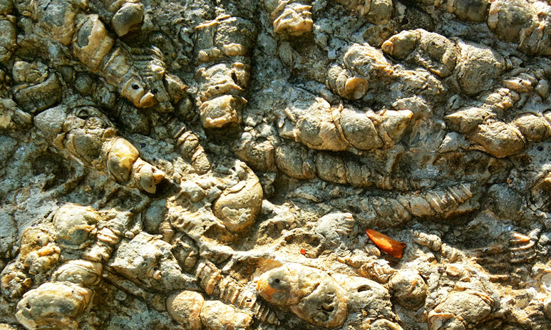 泰国罕观奇观贝壳公墓fossilshellbeach