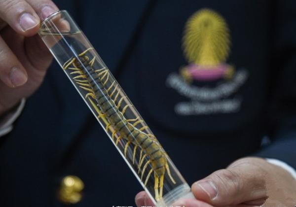 泰国瀑布蜈蚣被列为2016年全球十大新物种之一
