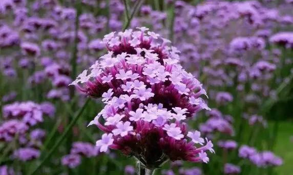 这个夏天与紫色花海来一场邂逅吧 51泰国置业网