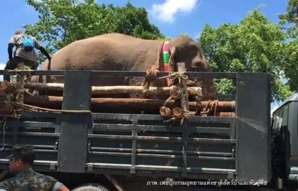 泰国尖竹汶府“杀人大象”已遭注射控制！曾踩死7名村民