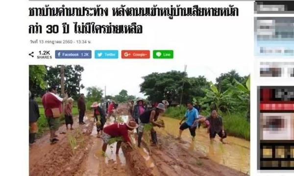 泰国民众马路上插秧  抗议烂泥路30年无人管