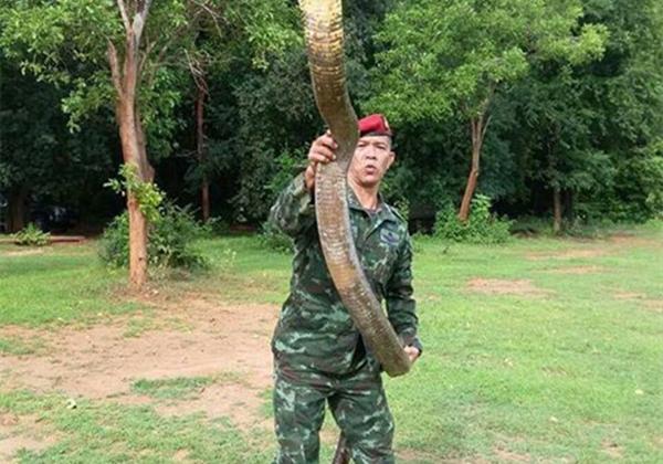 好勇敢！泰国兵哥哥实力演示赤手空拳抓眼镜王蛇！