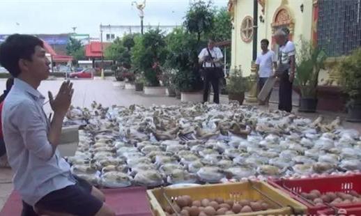泰国华裔律师拉来99个猪头、99只鸡、99盘苹果、9999个鸡蛋到寺庙还愿！