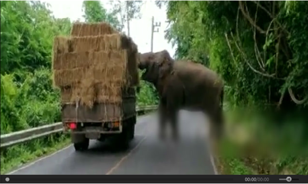 泰国一大象在路边“打劫”.png