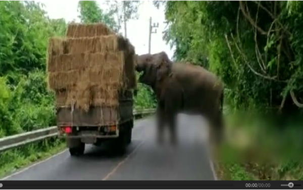泰国一大象在路边“打劫”