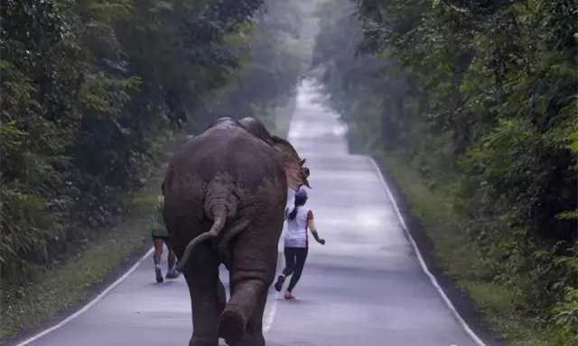 泰国网友想和野象玩自拍，却遭野象追赶！1.jpg