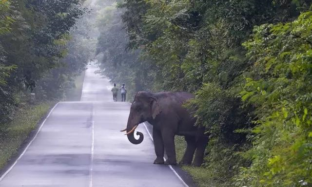 泰国网友想和野象玩自拍，却遭野象追赶！4.jpg