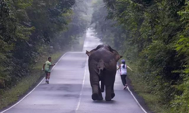 泰国网友想和野象玩自拍，却遭野象追赶！2.jpg