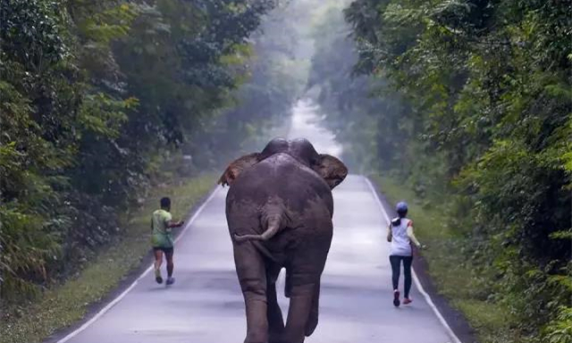 泰国网友想和野象玩自拍，却遭野象追赶！3.jpg
