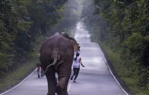 泰国网友想和野象玩自拍，却遭野象疯狂追赶！
