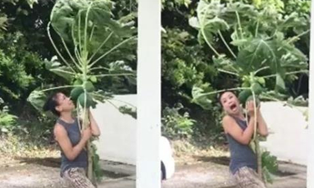 台风来了，泰国一女子却用生命在守护木瓜树.jpg