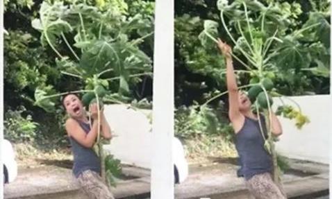 台风来了，泰国一女子却用生命在守护木瓜树