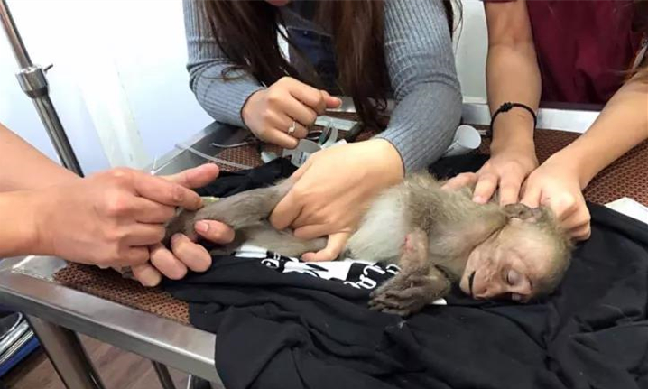 泰国调皮小猴子偷喝游客咖啡醉了10小时后.....1.jpg