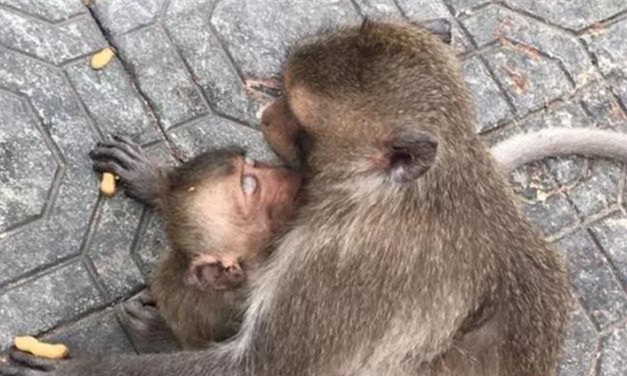 泰国调皮小猴子偷喝游客咖啡醉了10小时后......jpg