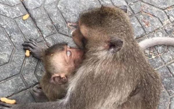泰国调皮小猴子偷喝游客咖啡醉了10小时后.....