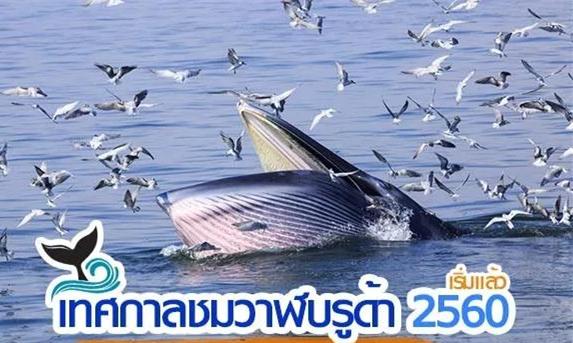 想要近距离邂逅布氏鲸？泰国佛丕府“赏鲸节”不容错过！
