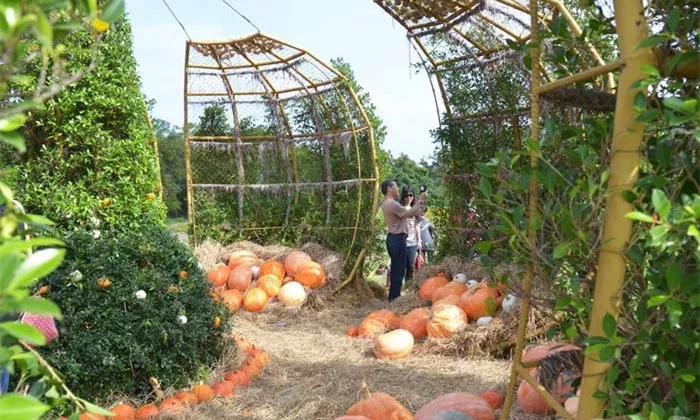 强推泰国最美农场——金汤普森，一年只开放一个月！4.jpg