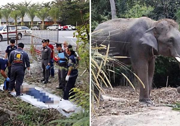 泰国警方回应踩人大象失控原因