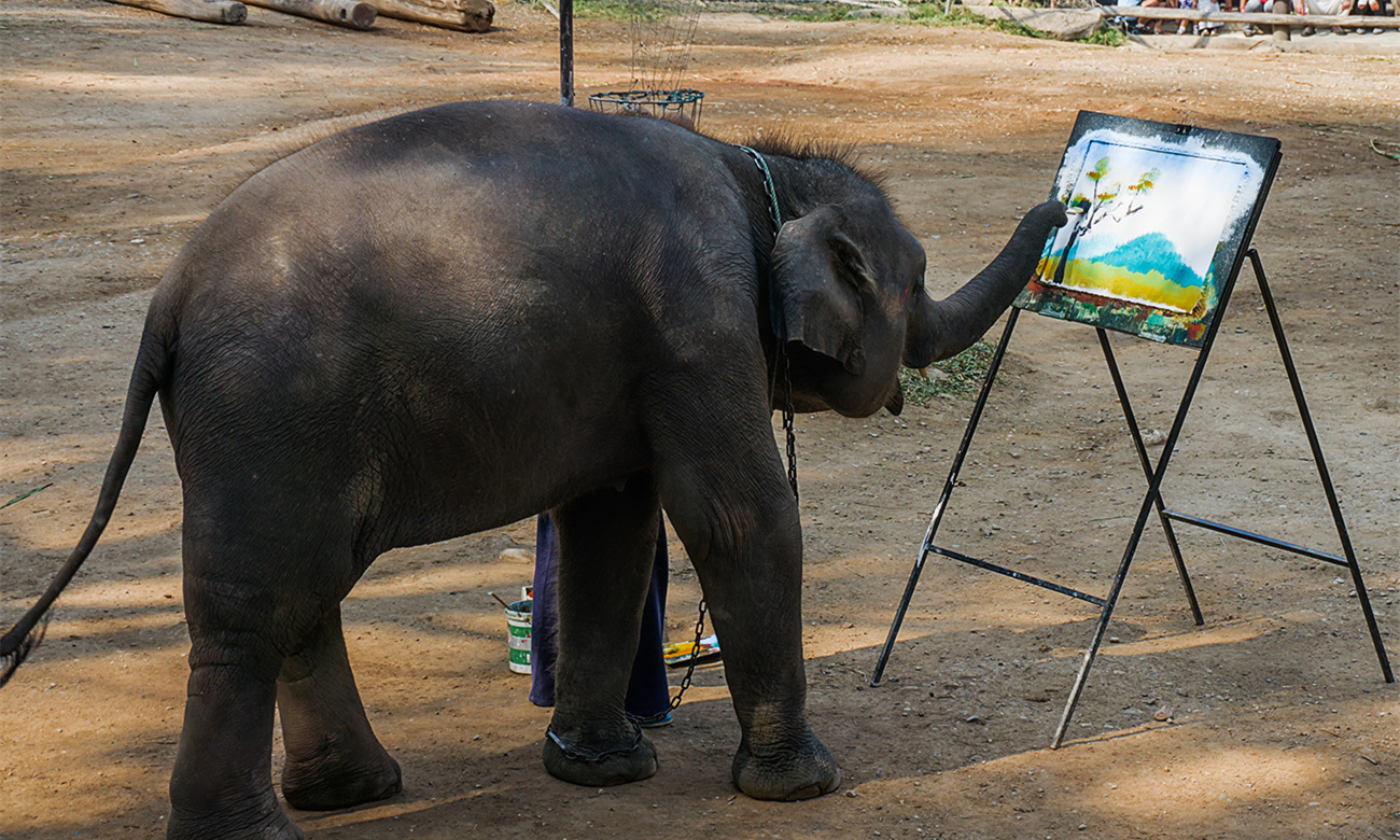 泰国大象旅游业背后的残酷真相.jpg