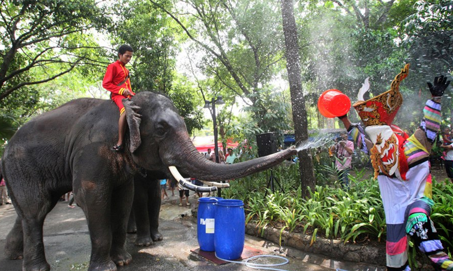 泰国大象旅游业背后的残酷真相2.png