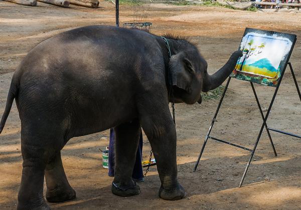 泰国大象旅游业背后的残酷真相
