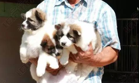 只因送了2只小狗，泰国总理巴育被调查1.jpg