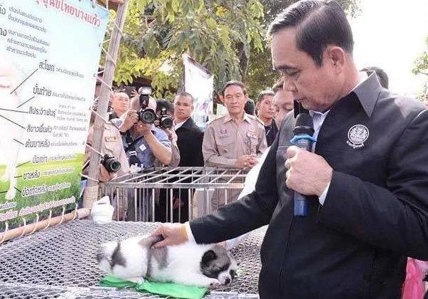 只因送了2只小狗，泰国巴育总理惨遭举报