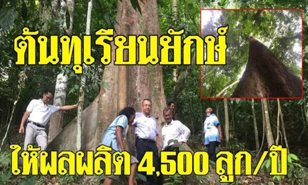 泰国100年榴莲树，每年结出4500个榴莲.jpg