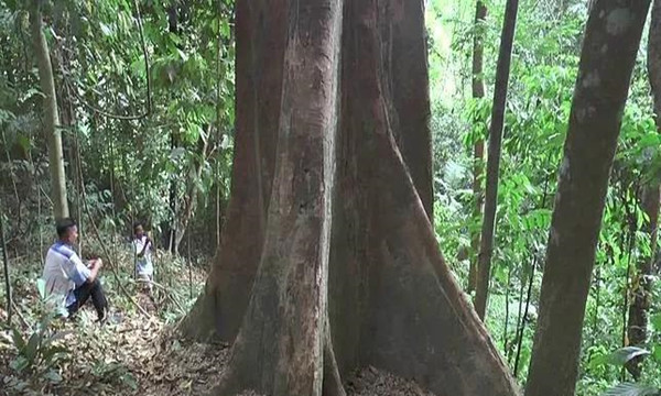 泰国100年榴莲树，每年结出4500个榴莲4.jpg