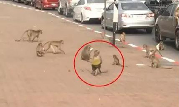 泰国榴莲多又多，猴子也忍不住来偷吃.jpg