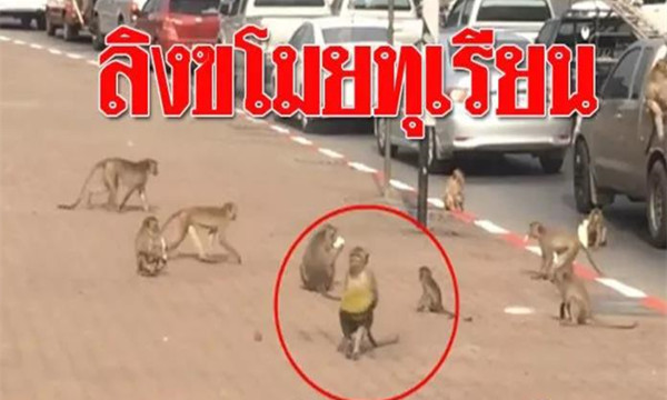 泰国榴莲多又多，猴子也忍不住来偷吃1.jpg
