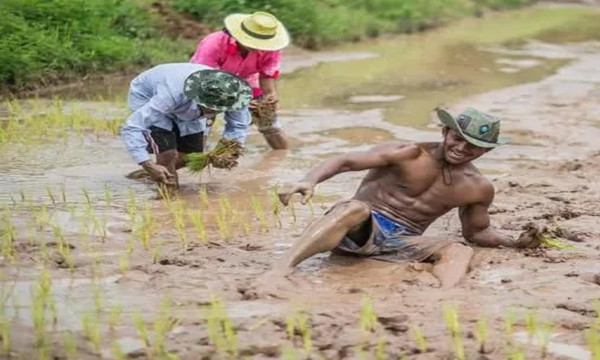 泰国“最强农民”播求回乡插秧爆红网络10.jpg