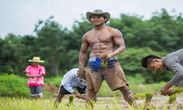 泰国“最强农民”播求回乡插秧爆红网络8.jpg
