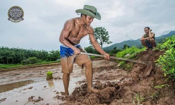 泰国“最强农民”播求回乡插秧爆红网络9.jpg