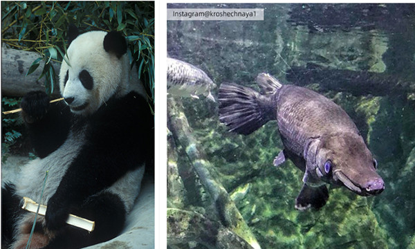 【泰国旅游】来清迈探访动物世界——Chiang Mai Zoo.jpg