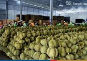 中国开放东兴第四个口岸，允许从泰国进口水果